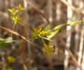 Bupleurum odontites